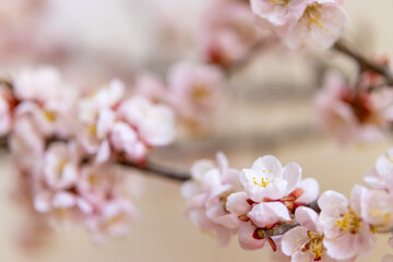 Close-up view of plum blossoms