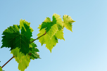 Grapes bush leaves in a vineyard close up