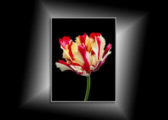 Beautiful Parrot Tulip, canvas isolated on black background