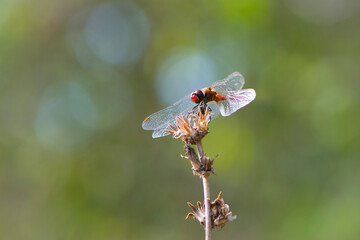 Sympetrum flaveolum. large dragonfly on a dry plant. beautiful insect sits on a branch on a green blurred background. beautiful bokeh, yellow dragonfly, predator, close-up, macro nature photo