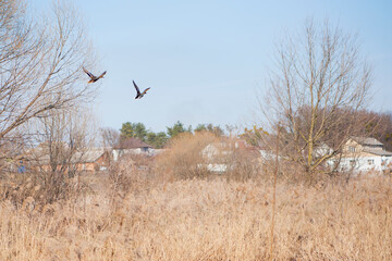 Two mallards, Anas platyrhynchos, a pair in flight before landing on the calm water of lake. Male bird is drake with glossy green head and female bird is hen or duck with brown speckled plumage.