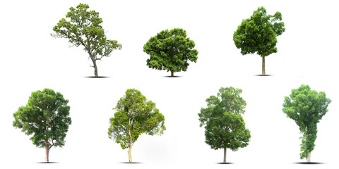 set of trees isolated on white background