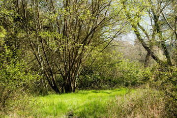 walk in the forest path