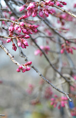 Dark pink cherry blossom buds waiting to open for the season in Maruyama Park in Kyoto, Japan