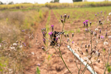flowers in the field