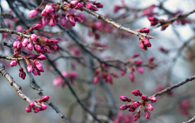 Fototapeta na wymiar Dark pink cherry blossom buds waiting to open for the season in Maruyama Park in Kyoto, Japan