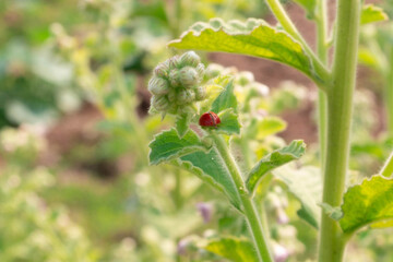 ladybird on a bush