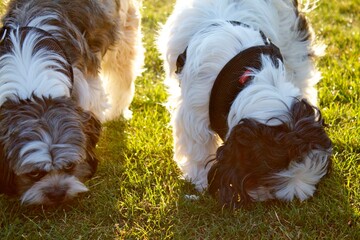 dogs in a park at sunset 