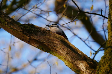 a great spotted woodpecker sits on a branch of an old tree and sunbathes Dendrocopos major