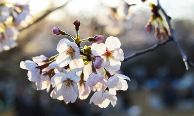 A cluster of fully bloomed light pink sakura under sunset in a picnic park in Tokyo 