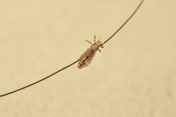 Head lice (louse) on hair