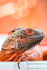 A small orange iguana up close in a mall has a wildlife show. Animals look tame and cute in Thailand. The head looked like a fire dragon.