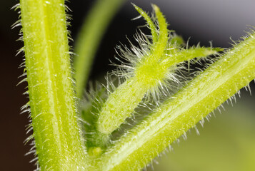 Small fruit of a cucumber on a plant.