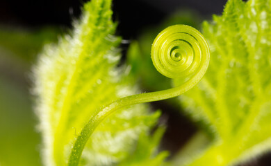 Close-up of a green tendril on a cucumber.