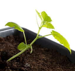 Small cucumber plant in the ground isolated on a white