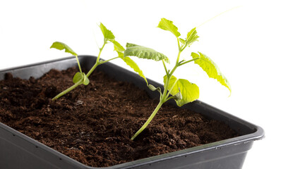 Small cucumber plant in the ground isolated on a white