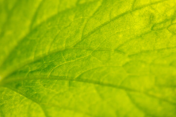 Close up of green leaf as background.