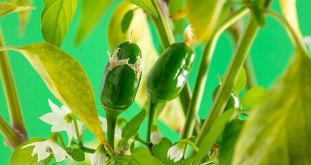 Close up of green chili peppers