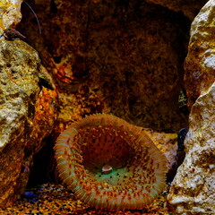 anémone