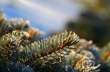 Naklejka na ściany i meble Branches of spruce covered with morning frost. Texture. Natural blurred background. Image.