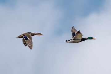 Two ducks flying on blue sky background.