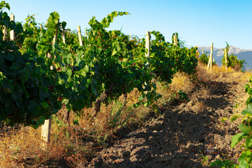 Fototapeta na wymiar Rows of grapes growing in a vineyard