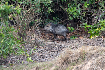 Ein sicherndes Halsbandpekari in der Seitenansicht im brasilianischen Dschungel