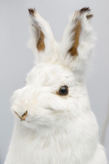 A stuffed white hare. Long ears with brown tips. Vertical layout. Hunting trophy concept.