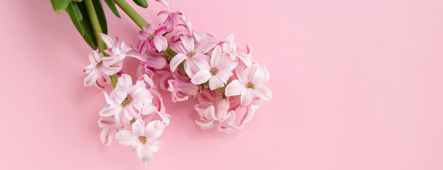 hyacinth flowers on pastel pink colors with space for your text. Spring coming concept. Spring or summer background.