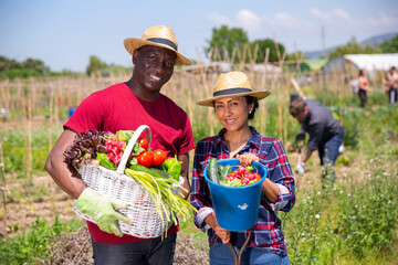 Man and woman posing with basket of ripe vegetables on the field