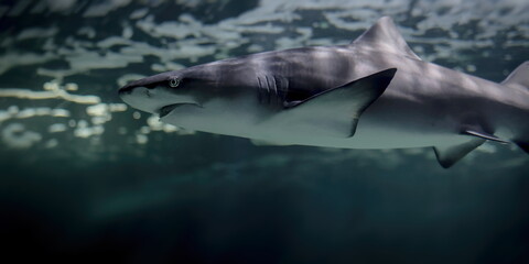 Fototapeta premium requin