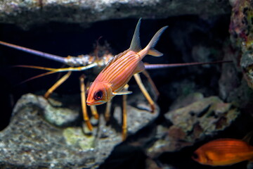 poisson