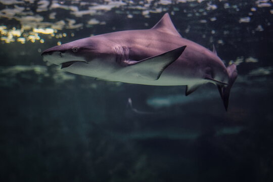 requin