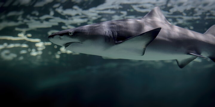 requin