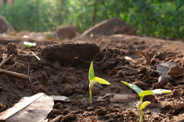 plant in soil