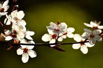 wild mirabelle blossom in springtime
