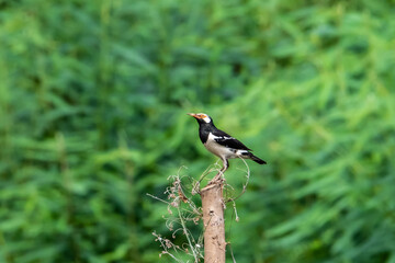 Asian pied myna or Pied starling on green background.