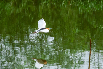 Javan Pond-Heron(Ardeola speciosa) Asia Thailand