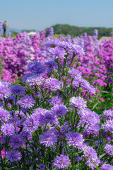 Spring glade in forest with flowering pink and purple