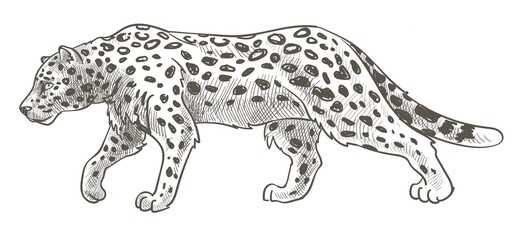 Leopard with spots on fur, still cheetah or tiger