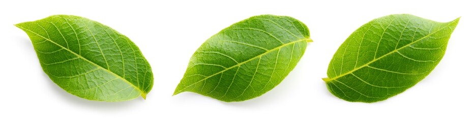 Walnut leaves top view isolated. Green walnut leaf on white background. Flat lay. Full depth of...