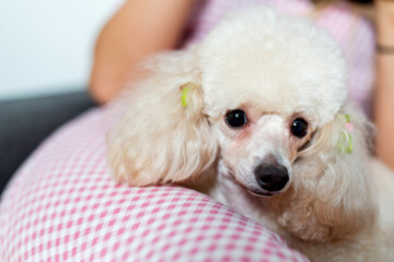White poodle dog. In the arms .