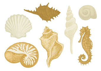 Set of hand-drawn beautiful seashells of various shapes. Vector illustration in beige colors on the theme of sea and seafood. Pencil drawings of shells and seahorse in retro style