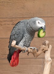 grey parrot