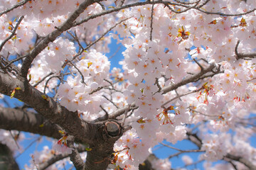 cherry blossoms Spring. 