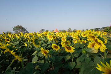 Obraz premium field of sunflowers