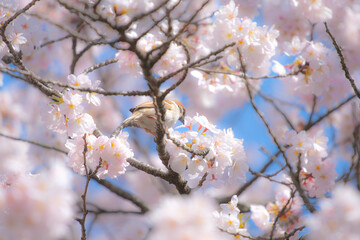 cherry blossoms Spring. 