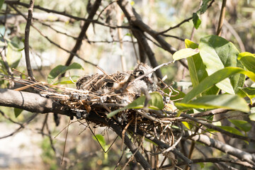 bird on a branch