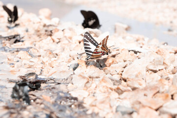butterfly on the ground
