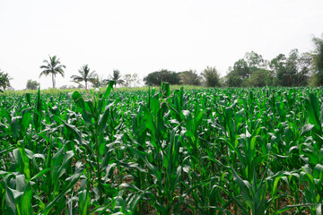 field of corn